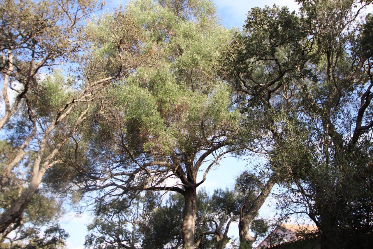 PETRA LEGNA - Résidence les jardins du golfe Porto Vecchio Exterior foto